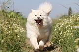 CHIEN FINNOIS DE LAPONIE 482